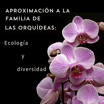 Aproximación a la familia de las orquídeas