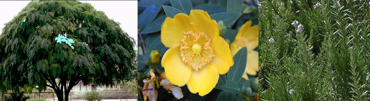 Preservación vegetal y nuevas plantaciones