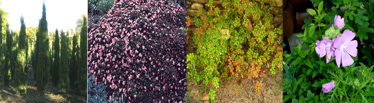 Plantaciones Palomeras