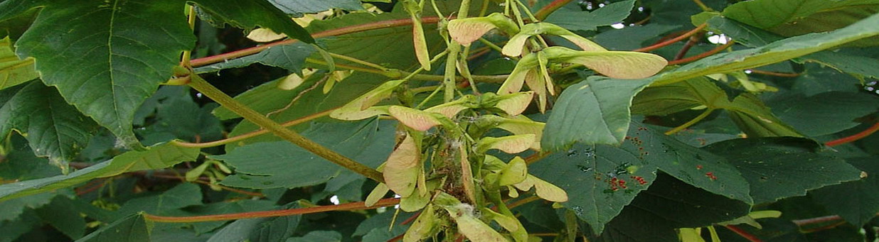 Nuevas plantaciones Tío Pío