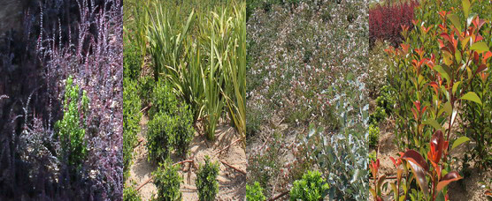 Nuevas plantaciones. Distrito C
