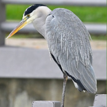 Aves invisibles