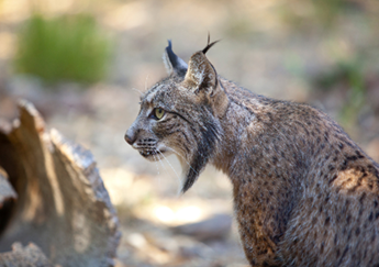 Taller-Concurso animales en extinción