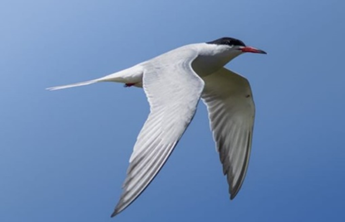 Taller Identificación de las aves migratorias
