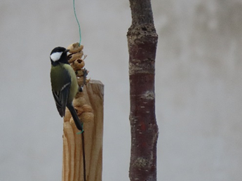 Taller de Comederos para aves