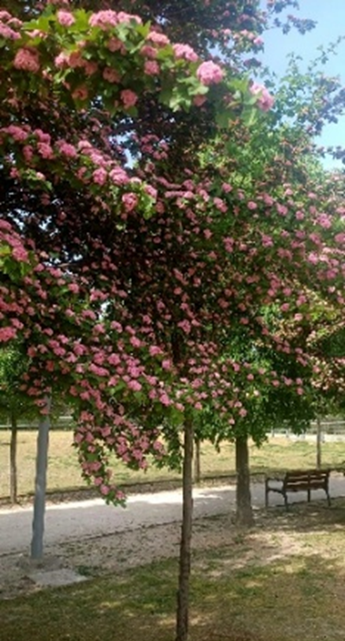Senda Descubre el Arboreto del Parque Lineal del Manzanares