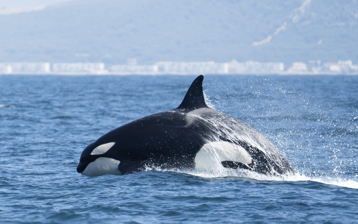 Una orca salta en el mar