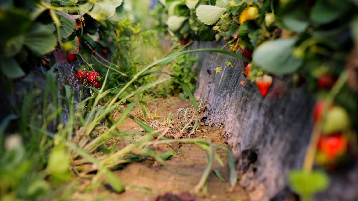 Strawberry Fields (Julia Montilla, Espa&ntilde;a, 2025)