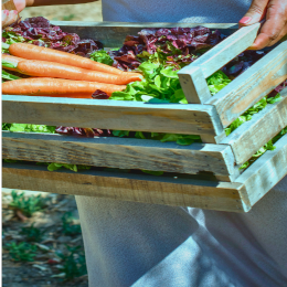 260327_Huertoteca_260x260