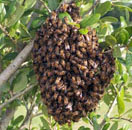enjambre de abejas