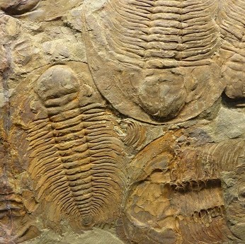 La Historia de la Vida a través de 50 fósiles