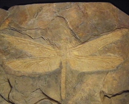 Webinar: Paleontomología: insectos prehistóricos