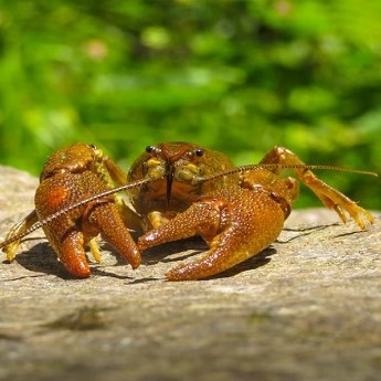 Webinario Cangrejos e invertebrados invasores