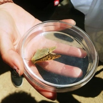 Aprende a identificar las mariposas de Madrid