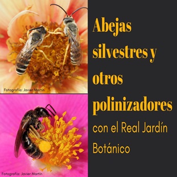 Taller: Abejas silvestres y otros polinizadores