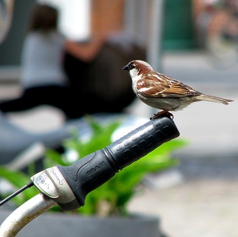 Biciaves: Itinerarios ornitológicos en bici