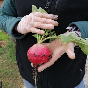 Curso de Agricultura Ecol&oacute;gica Urbana Nivel Avanzado