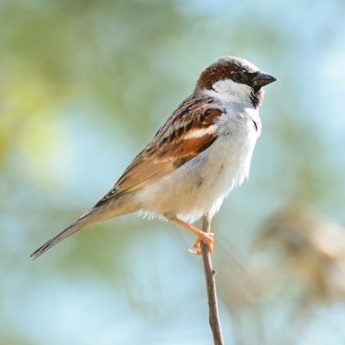 Imagen del itinerario Descubre las aves de El Retiro