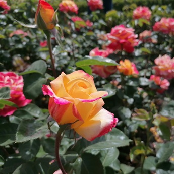 Imagen de la Rosaleda del Retiro