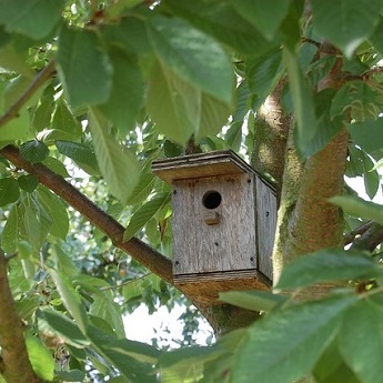 Ruta y taller: Refugios para aves del Retiro y cajas nido