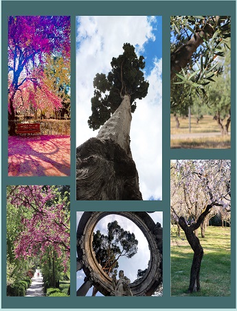 Exposici&oacute;n: '&Aacute;rboles en la ciudad de Madrid: Entornos saludables'