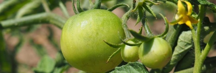 Imagen de actividades finalizadas de los Huertos Urbanos Comunitarios