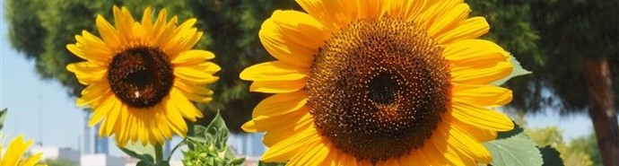 Imagen encabezado pr&oacute;ximas actividades de los Huertos Urbanos Comunitarios