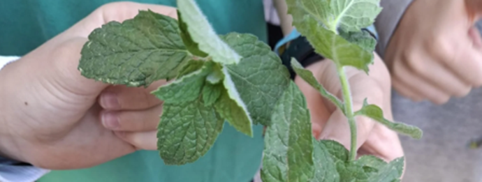 Imagen del proyecto educativo Educar con H de huerta