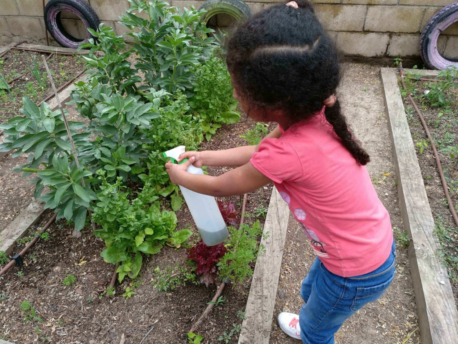 Aplicando pur&iacute;n a plantas
