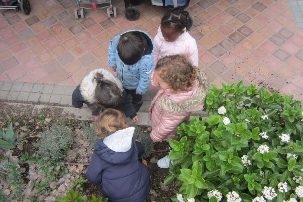 Observando plantas