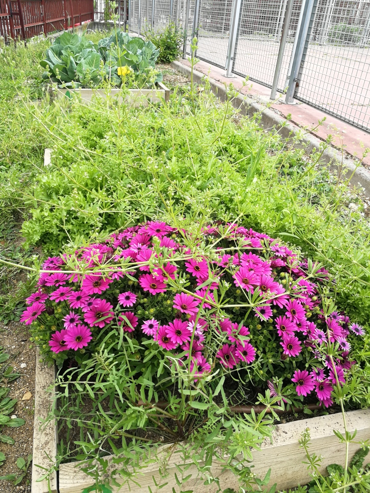Plantas en flor - huerto escolar del Colegio Público República del Uruguay