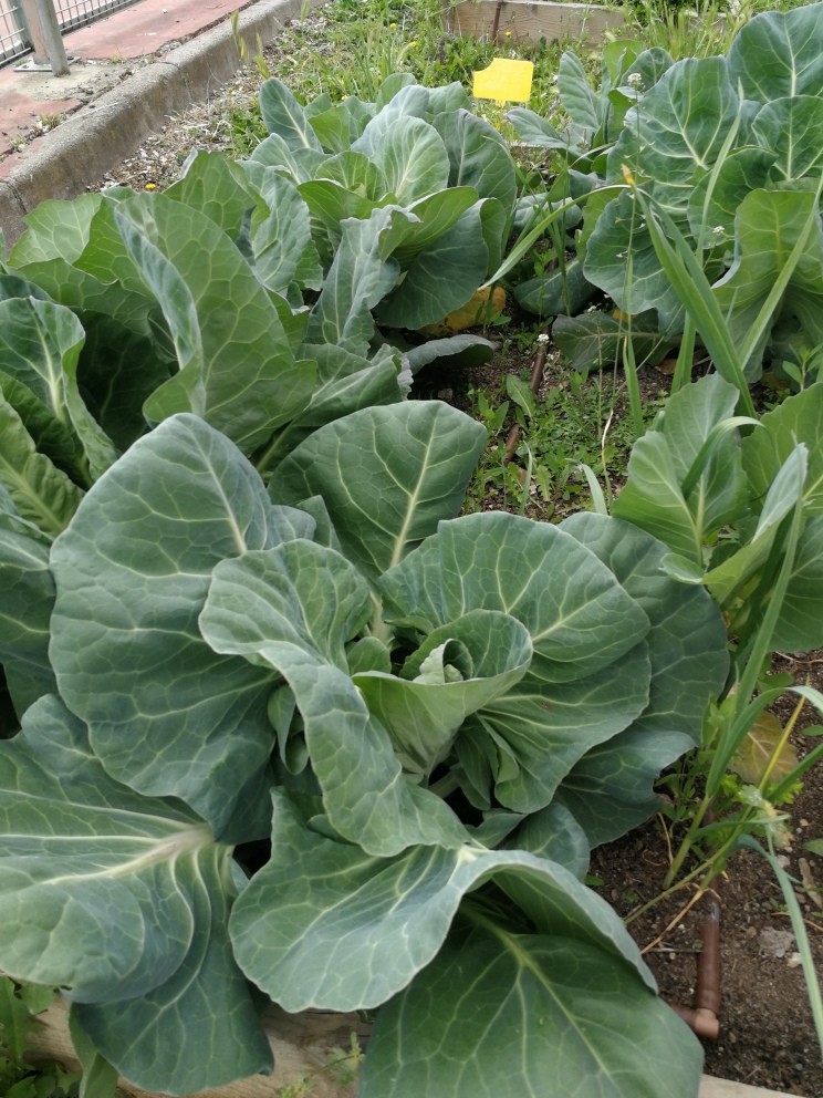 Hortalizas -huerto escolar del Colegio Público República del Uruguay