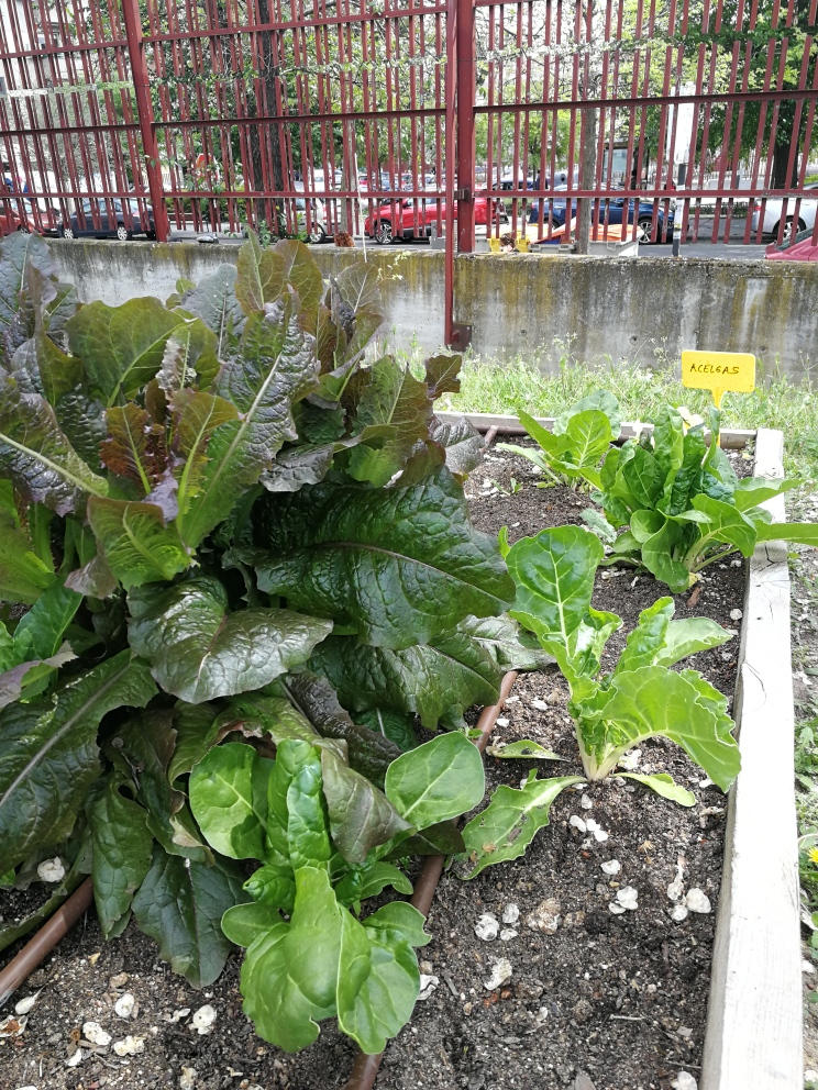 Acelgas - huerto escolar del Colegio Público República del Uruguay