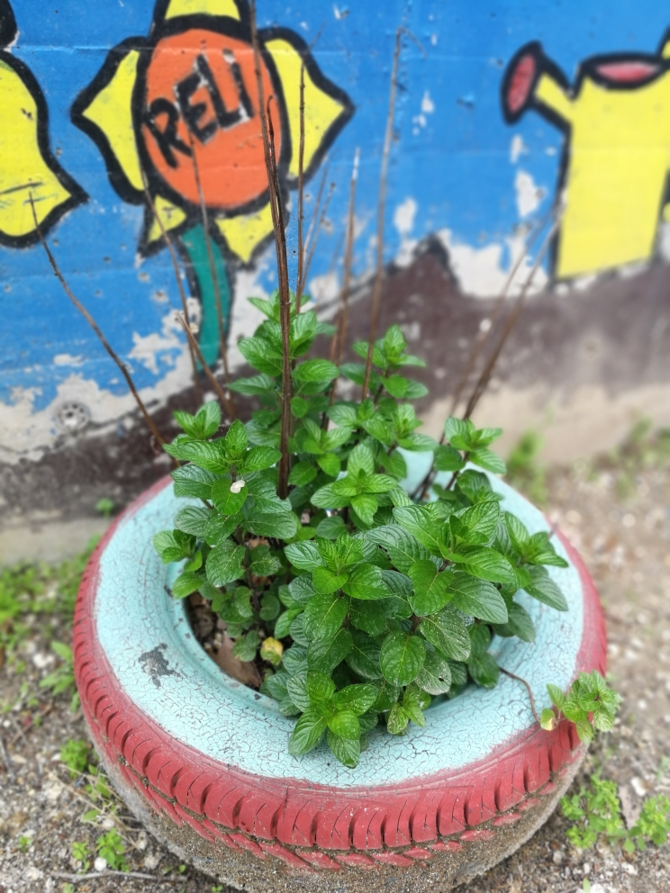 Neumático con plantas - huerto escolar del Colegio Público República del Uruguay