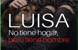 Persona en situaci&oacute;n de calle junto a su perro.