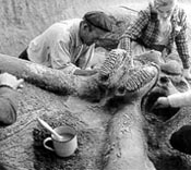 Excavación del elefante de Orcasitas.