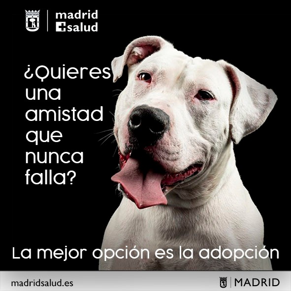 No regales mascotas. La mejor opción es la adopción - Ayuntamiento de Madrid