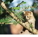 Gato en rama de árbol
