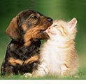 perro y gato besándose