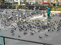 Control de palomas 2