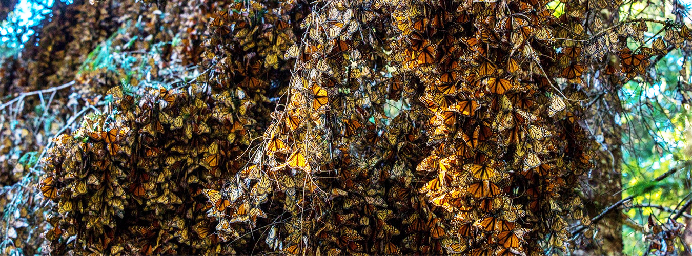 La Reserva de la Biosfera de la Mariposa Monarca en el estado mexicano de Michoacán es conocida en todo el mundo por un fenómeno migratorio extraordinario. Cada otoño, millones de mariposas llegan aquí desde los Estados Unidos y Canadá.PNUD México. Foto ONU
