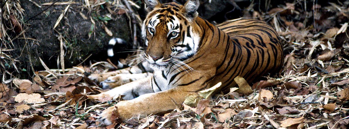 Un tigre descansa en el Parque Nacional Kanha, India. Foto ONU
