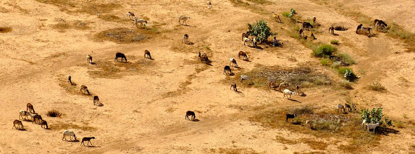 D&iacute;a Mundial de Lucha contra la Desertificaci&oacute;n y la Sequ&iacute;a