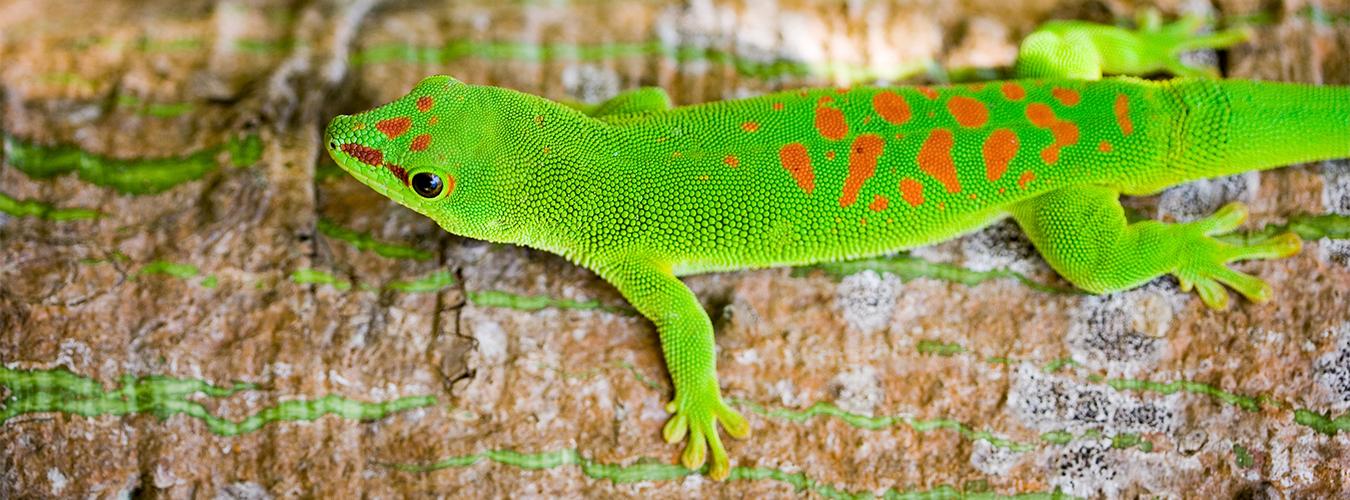 Comúnmente conocido como el gecko diurno gigante de Madagascar (Phelsuma madagascariensis), se encuentra en el Sistema de Áreas Protegidas de Madagascar. FOTO:Carlos Crespo/UNDP Madagascar