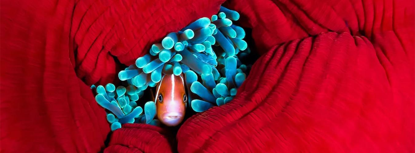 Una sorprendente an&eacute;mona de mar nos presenta a su "invitado". Regi&oacute;n de Ngemelis, Palau, Pac&iacute;fico Sur. Una de las fotos ganadoras del concurso fotogr&aacute;fico de la ONU sobre los oc&eacute;anos. FOTO: Michael Gallagher