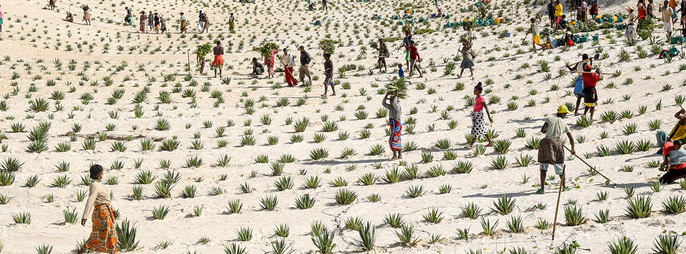 En Faux-Cap, Madagascar, las dunas y sus fuertes vientos suponen una amenaza para sus cultivos. Con las armas m&aacute;s verdes, sus habitantes trabajaron durante 120 d&iacute;as para asegurar 75 hect&aacute;reas de dunas. Una vez asentadas, ya no representan un riesgo. FOTO:PNUD Madagascar