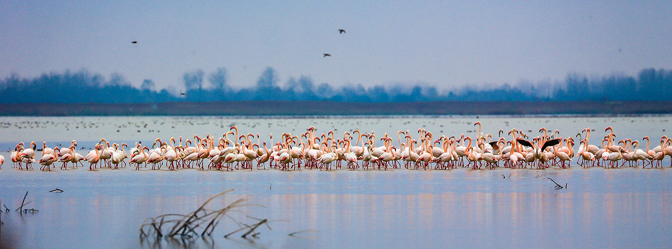 El humedal Anzali, en las llanuras deltaicas del Caspio en el norte de Irán, es lugar de paso de aves acuáticas que se reproducen, se posan y pasan el invierno. Sin embargo, la propagación masiva del helecho "Azola" está acabando con la flora autóctona. FOTO: Ramsar/Hitoshi Watanabe