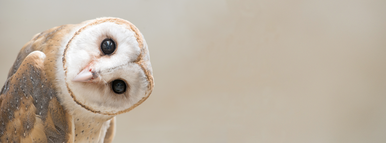 D&iacute;a Mundial de la Vida Silvestre 3 de marzo - Foto:Anankkml/Adobe Stock