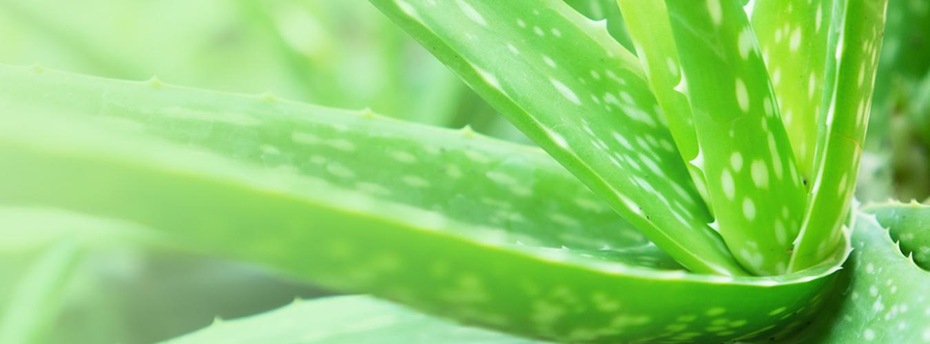 Planta de Aloe Vera - Foto:Khamkula/Adobe Stock
