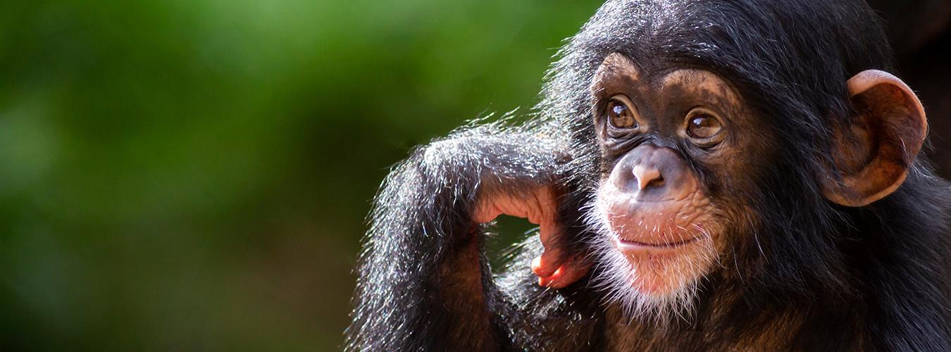 El chimpancé figura como especie en peligro en la Lista Roja de Especies Amenazadas de la UICN debido a graves declives poblacionales provocados por la pérdida de hábitat, la caza furtiva y las enfermedades. Foto: Patrick Rolands/Adobe Stock